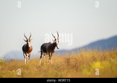 Bontebok National Park, Western Cape, Sud Africa è stata dichiarata per proteggere le rare ed endemiche di antilope bontebok, Damaliscus pygargus pygargus. Foto Stock