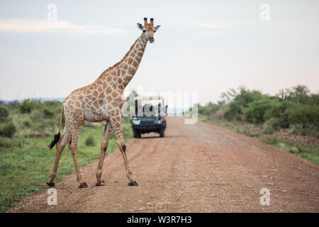 Un Southern giraffe, giraffa giraffa, attraversa la strada di fronte ai turisti in un gioco aperto guidare il veicolo in Madikwe Game Reserve, Nord Ovest, Sud Africa Foto Stock
