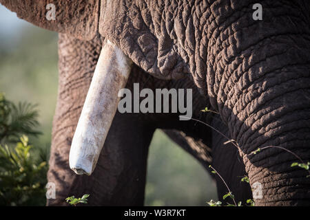 Una chiusura mostra i dettagli del volto di una savana africana di elefante, Loxodonta africana, Madikwe Game Reserve, nord ovest della provincia, Sud Africa. Foto Stock