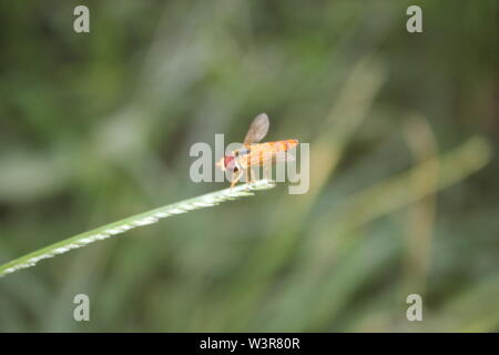 Foto di commedia per buesness awesome mommet Foto Stock