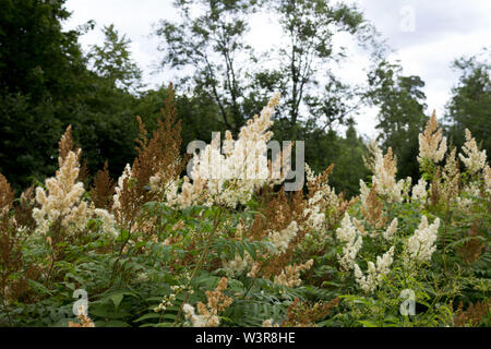 Altino Filipendula ulmaria, comunemente noto come olmaria o mead il mosto di malto è un erba perenne nella famiglia delle Rosacee che cresce nei prati umidi. Luglio Foto Stock