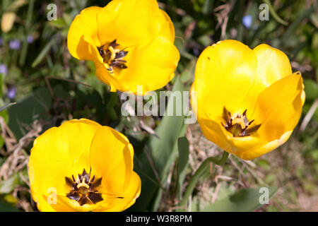 Tulipano giallo capi sotto il sole Foto Stock