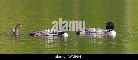 Loon comune (Gavia immer) famiglia nuoto con pulcino dietro di loro cercano di volare sul Lago di Wilson, Que, Canada Foto Stock