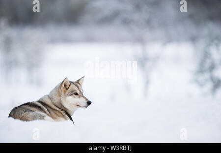 Wolfdog giacente sulla neve. Foto Stock