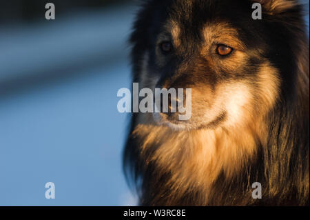 Lapphund finlandese illuminato dal basso angolo sole invernale. Focus sull'occhio, profondità di campo. Foto Stock