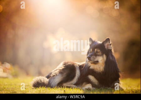 Lapphund finlandese sdraiati su un prato di sera la luce del sole. Foto Stock