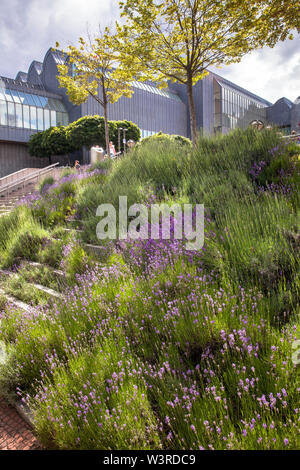 Lavanda presso la scala dalle sponde del fiume Reno fino alla Heinrich-Boell square, il Museo Ludwig di Colonia, Germania. Lavendel an der Treppe vom Foto Stock