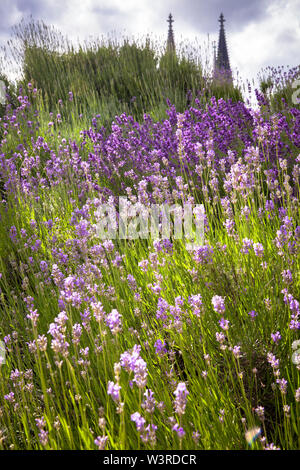 Lavanda presso la scala dalle sponde del fiume Reno fino alla Heinrich-Boell square, la cattedrale di Colonia, Germania. Lavendel an der Treppe vom Foto Stock