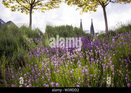 Lavanda presso la scala dalle sponde del fiume Reno fino alla Heinrich-Boell square, la cattedrale di Colonia, Germania. Lavendel an der Treppe vom Foto Stock