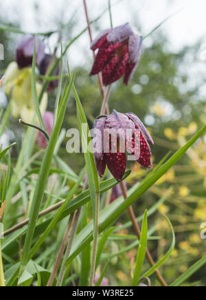 Fritillary Snakeshead - Fritillaria meleagris è una specie eurasiatica nella famiglia Giglio (AKA daffodil a scacchi). Bulbosa perenne erbacee. Foto Stock