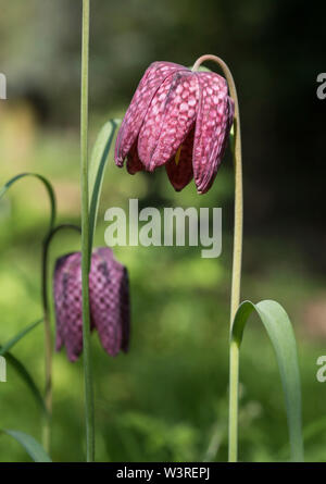 Fritillary Snakeshead - Fritillaria meleagris è una specie eurasiatica nella famiglia Giglio (AKA daffodil a scacchi). Bulbosa perenne erbacee. Foto Stock