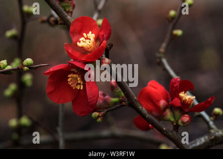 Fioritura di mela cotogna (Chaenomeles speciosa). Bellissimo gioiello rosso / rosa intenso fiori a punteggiano l'inverno aiuole di fiori. Foto Stock