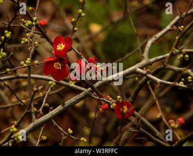 Fioritura di mela cotogna (Chaenomeles speciosa). Bellissimo gioiello rosso / rosa intenso fiori a punteggiano l'inverno aiuole di fiori. Foto Stock