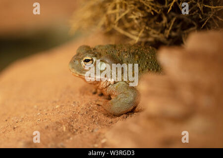 Fiume Colorado toad (Incilius alvarius), conosciuto anche come il deserto di sonora toad, nativo del Messico settentrionale e degli Stati Uniti sudoccidentali. Foto Stock