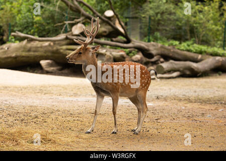 Un cervo vietnamita (Cervus nippon pseudaxis), una specie asiatica che può ora essere estinta in natura. Foto Stock