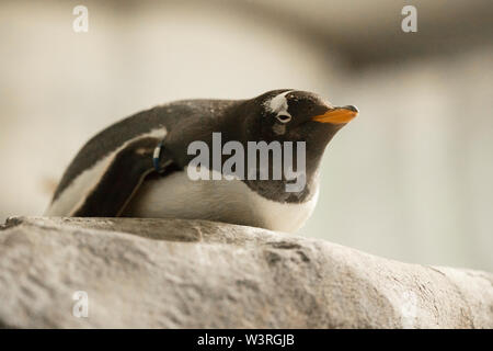 Un pinguino gentoo (Pigoschelis papua) poggiato su una sporgenza rocciosa. Foto Stock