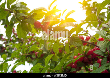 Ciliegio rami con bacche rosse e le foglie di colore verde in presenza di luce solare Foto Stock