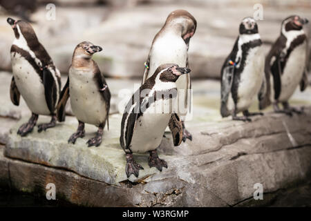 Pinguini Humboldt (Spenisco humboldti), un pinguino sudamericano, in piedi su una sporgenza rocciosa. Foto Stock