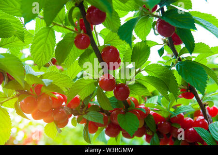 Molti rosso ciliegia frutti di bosco su un ramo con foglie verdi e un raggio di sole nell'angolo inferiore dell'immagine Foto Stock