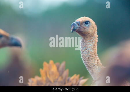 Grifone (Gyps fulvus), Campanarios de Azaba Riserva Biologica, Salamanca, Castilla y Leon, Spagna, Europa Foto Stock