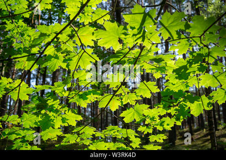 Retroilluminato verde fresco foglie su un albero in estate visto dal di sotto che guarda verso una foresta di conifere e tronchi di alberi Foto Stock