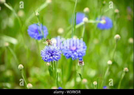 Le api raccolgono il nettare tra blu porpora fiori selvatici Foto Stock