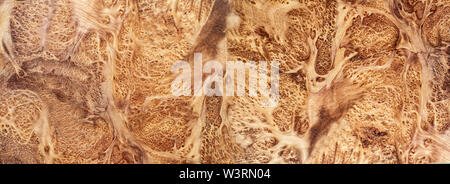 Natura radica di rovere rigato in legno, legno esotico bellissimo modello per l'artigianato o arte astratta texture di sfondo Foto Stock