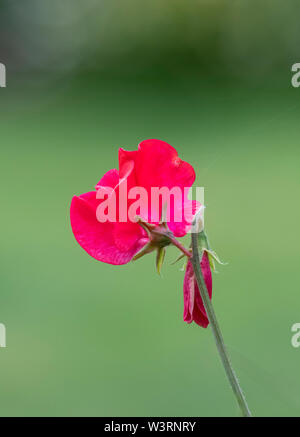 Bella cerise colorato pisello dolce fiore isolata contro un semplice sfondo verde Foto Stock