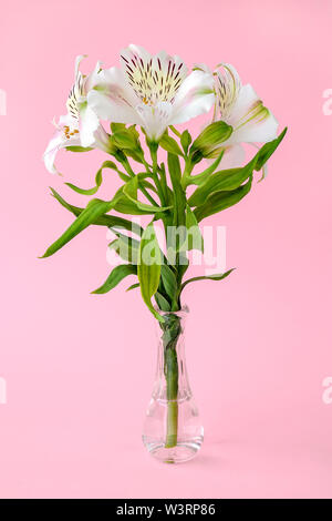 Fiori bianchi di alstroemeria, comunemente chiamato il giglio peruviano o giglio degli Incas in una piccola trasparente vaso di vetro su un pastello sfondo rosa. Foto Stock