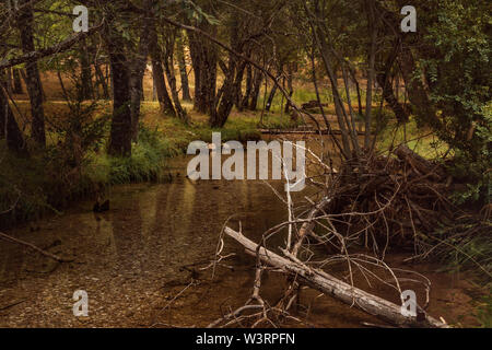 Zona de Descanso en la Sierra de Cazorla en las profundidades del Bosque de la sierra. Foto Stock