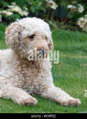 Ritratto di un bel color albicocca Labradoodle cane sdraiati su un prato Foto Stock