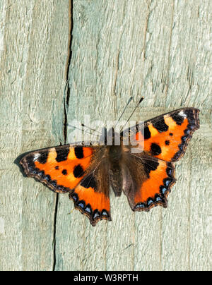 Appena emerso piccola tartaruga butterfly (Aglais urticae) prendendo il suns raggi su una staccionata in legno pannello Foto Stock