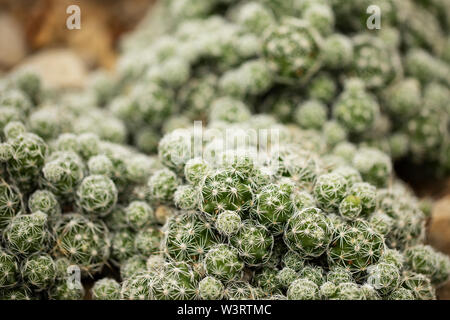 Mammillaria gracilis, conosciuto come cactus thimble o mammillaria thimble, un cactus nativo del Messico. Foto Stock