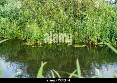 L'acqua trova sempre il suo modo attraverso la natura Foto Stock