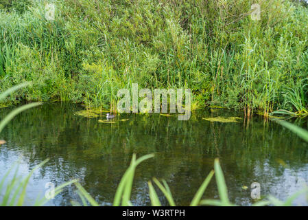 L'acqua trova sempre il suo modo attraverso la natura Foto Stock