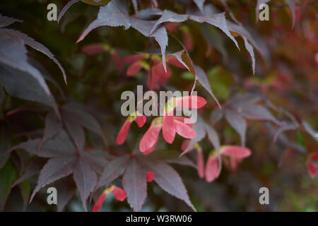 Rosso di foglie e frutti di Acer palmatum Foto Stock