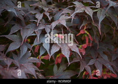 Rosso di foglie e frutti di Acer palmatum Foto Stock