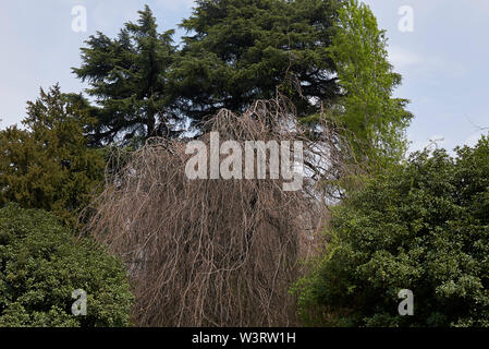 Fagus sylvatica pendula rami senza foglie Foto Stock