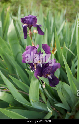Fiori viola di Iris germanica x Foto Stock