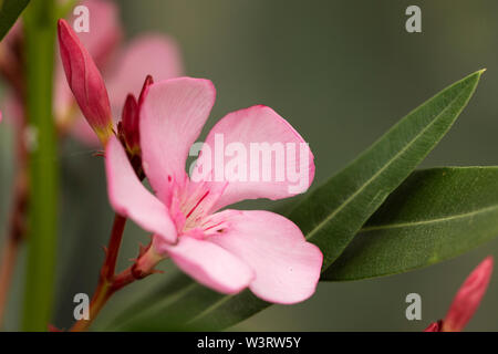 Nerium oleander, un arbusto o un piccolo albero della famiglia dogbane Apodynaceae, nativo di aree tropicali, in particolare il bacino del Mediterraneo. Foto Stock