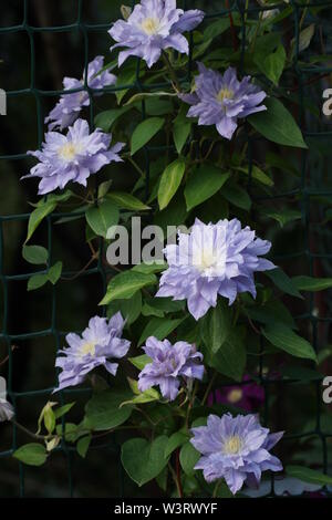 Bella estate fiori in un giardino verticale il giardinaggio. Fiore lilla doppia clematis close-up. Fiore Clematis varietà sfera Azure Foto Stock