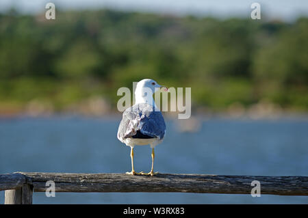 Seagull close-up in Sardegna, Italia Foto Stock