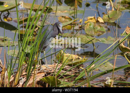 Egli pensa che sta nascondendo Foto Stock