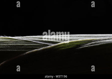 Foto macro di foglie di mais su cob contro uno sfondo scuro. Foto Stock