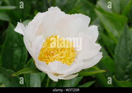 Paeonia lactiflora 'ali bianche' peonia Fioritura in estate - Giugno. Regno Unito Foto Stock