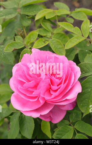 Rosa "Gertrude Jekyll' English rosa ad arbusto fioritura in giugno. David Austin rose. Chiamato anche "Ausbord'. Modulo Gas Anestetici Foto Stock