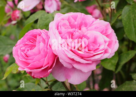 Rosa "Gertrude Jekyll' English rosa ad arbusto fioritura in giugno. David Austin rose. Chiamato anche "Ausbord'. Modulo Gas Anestetici Foto Stock