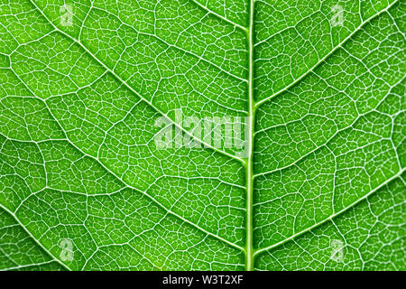 Struttura di anta, motivo sfondo verde Foto Stock