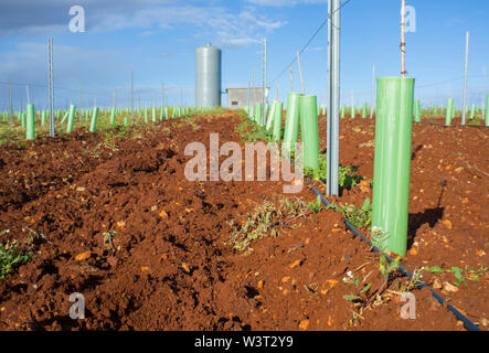 Vigne irrigate con sistema di gocciolamento. Tubi, serbatoio di acqua e stazione di pompaggio visibile Foto Stock