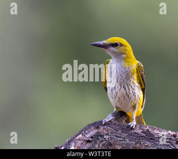 Rigogolo femmina in habitat naturale (Oriolus oriolus) Foto Stock